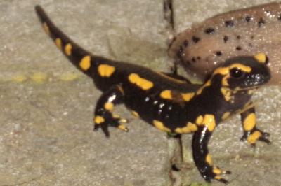 Salamandre tachetée 