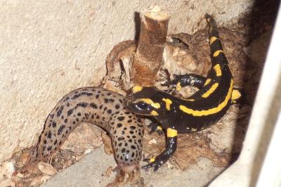 Salamandre tachetée 