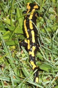 Salamandre tachetée 