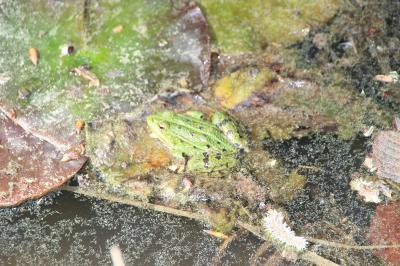 Grenouille verte 