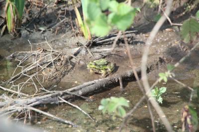 Grenouille verte 