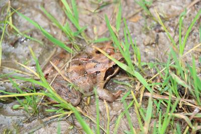 Grenouille rousse 