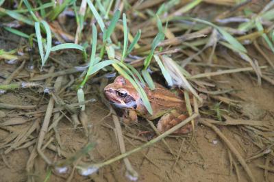 Grenouille rousse 