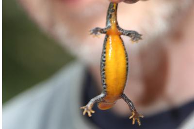 Triton alpestre 