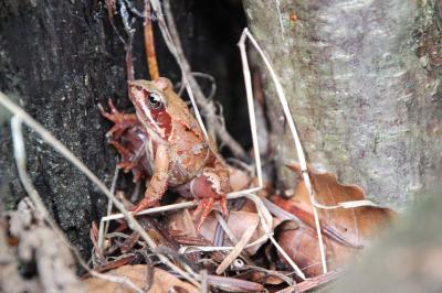 Grenouille rousse 