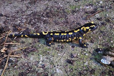 Salamandre tachetée 