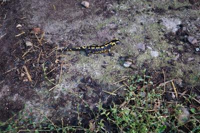 Salamandre tachetée 