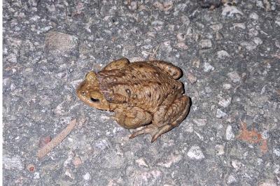Crapaud commun 