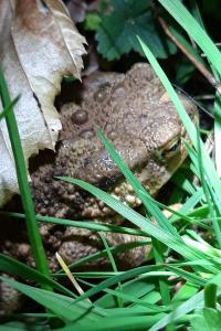 Crapaud commun 