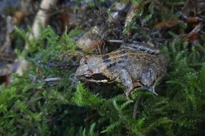 Grenouille rousse 