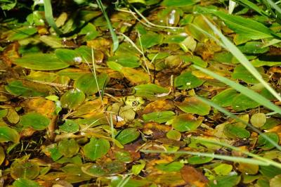 Grenouille verte 