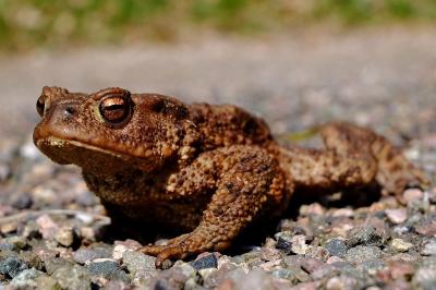 Crapaud commun 