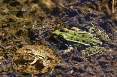 Grenouille verte 