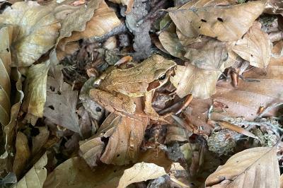 Grenouille rousse 