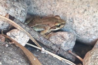 Grenouille rousse 