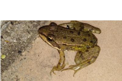 Pélophylax
