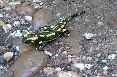 Salamandre tachetée 