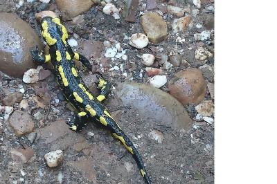 Salamandre tachetée 