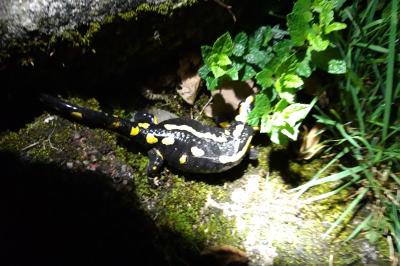 Salamandre tachetée 