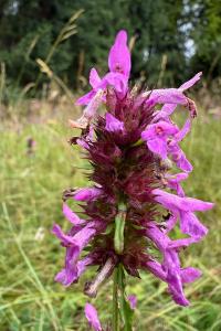 <i>Betonica officinalis</i>