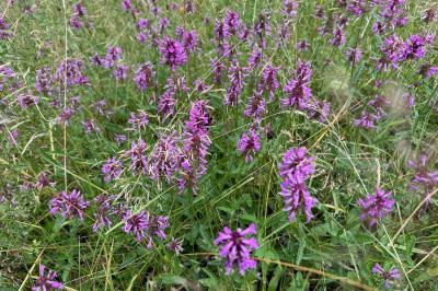 <i>Betonica officinalis</i>