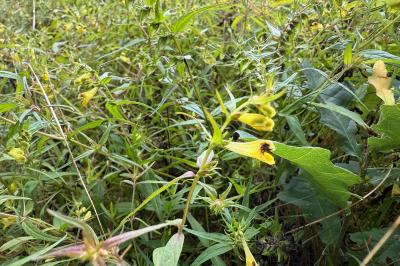 <i>Melampyrum pratense</i>