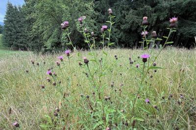 <i>Centaurea nigra</i>