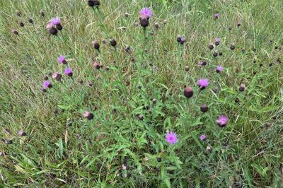 <i>Centaurea nigra</i>