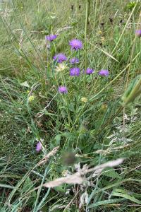 <i>Knautia arvensis</i>