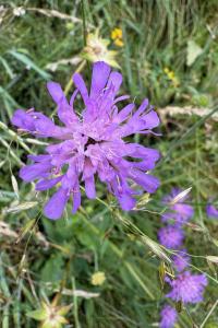 <i>Knautia arvensis</i>