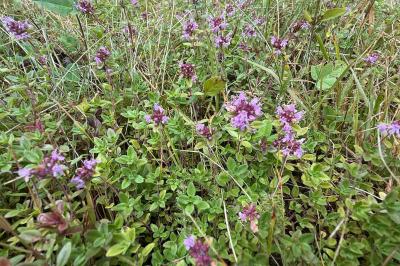 <i>Thymus pulegioides</i>
