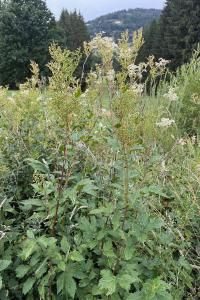 <i>Filipendula ulmaria</i>