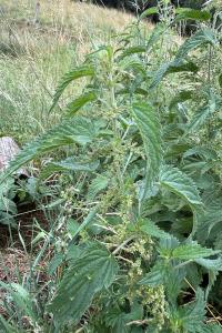 <i>Urtica dioica</i>