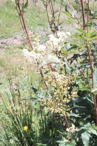 <i>Filipendula ulmaria</i>