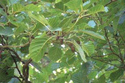 <i>Alnus glutinosa</i>