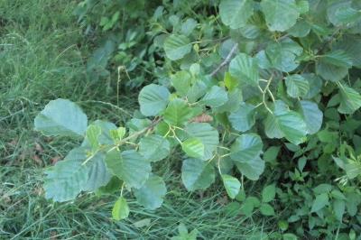 <i>Alnus glutinosa</i>