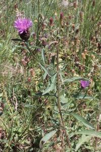 <i>Centaurea nigra</i>