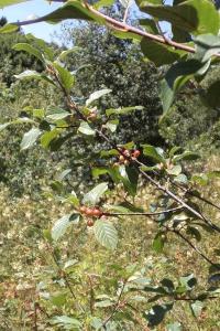 <i>Frangula alnus</i>