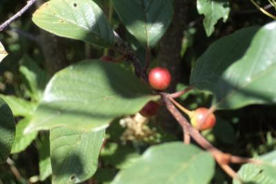 <i>Frangula alnus</i>