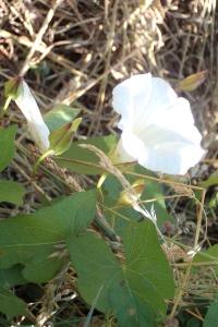<i>Convolvulus sepium</i>