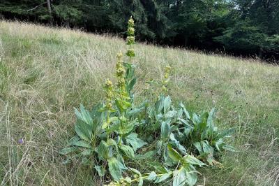 <i>Gentiana lutea</i>