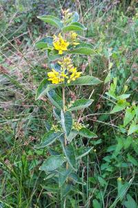 <i>Lysimachia vulgaris</i>