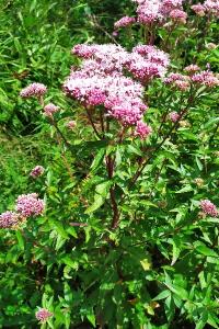 <i>Eupatorium cannabinum</i>