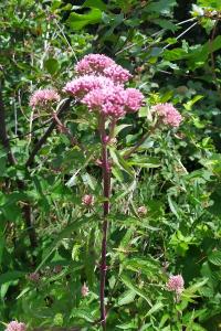 <i>Eupatorium cannabinum</i>