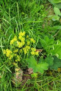 <i>Alchemilla monticola</i>