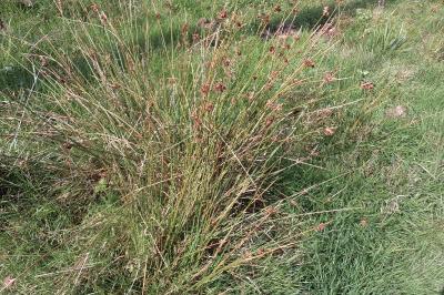 <i>Juncus effusus</i>