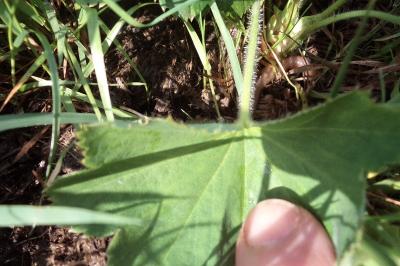 <i>Alchemilla monticola</i>