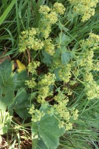 <i>Alchemilla monticola</i>