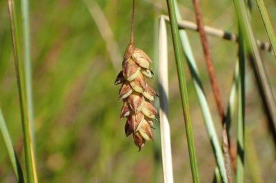 <i>Carex limosa</i>