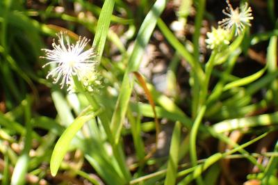 <i>Sparganium natans</i>